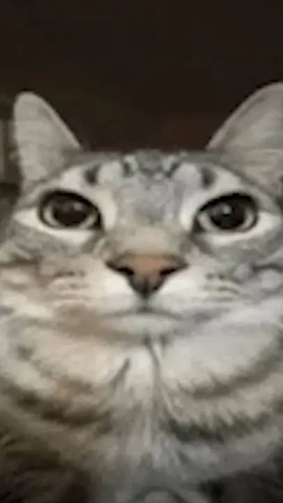 ai character: goofy ahh cat background