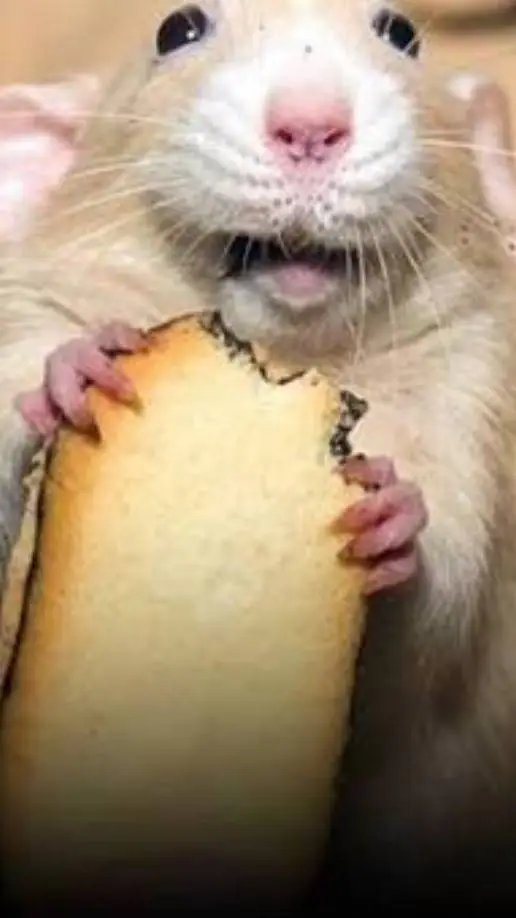 Talkie AI - Chat with philosophical rat