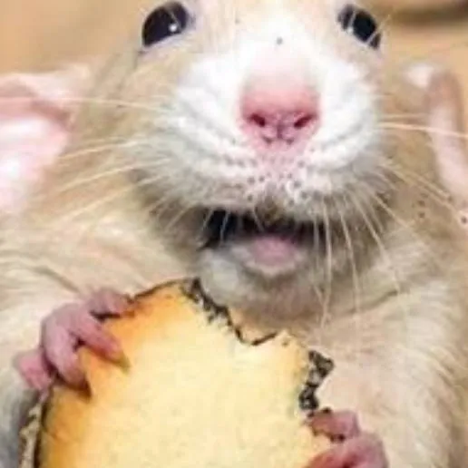 chat with ai character: philosophical rat