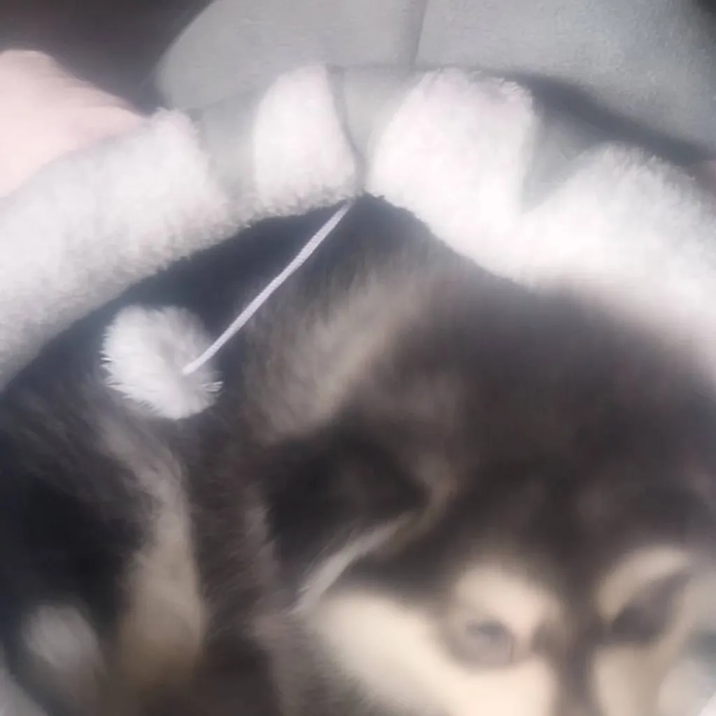 chat with ai character: Lou