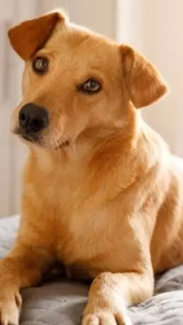 ai character: Cleitinho Fubá  background