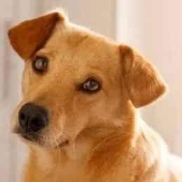 chat with ai character: Cleitinho Fubá 