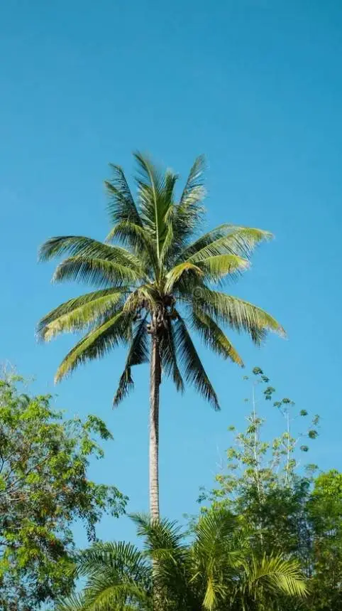 ai character: 😒JJK days...☺️ background