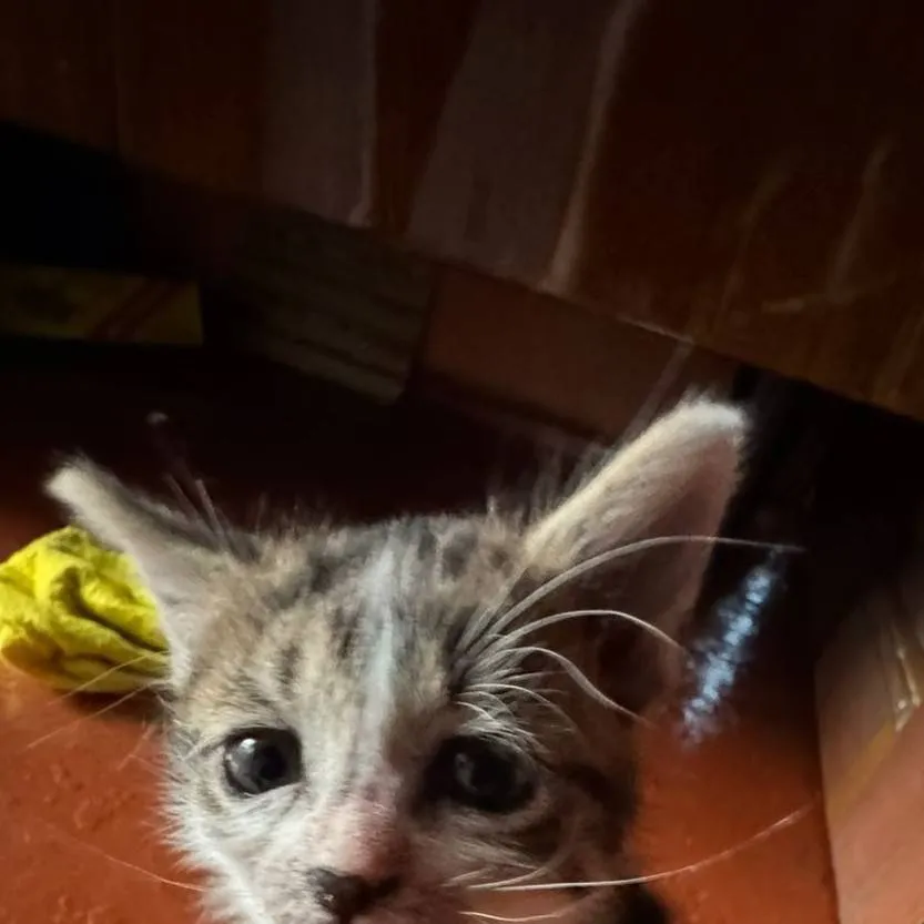 chat with ai character: котёнок