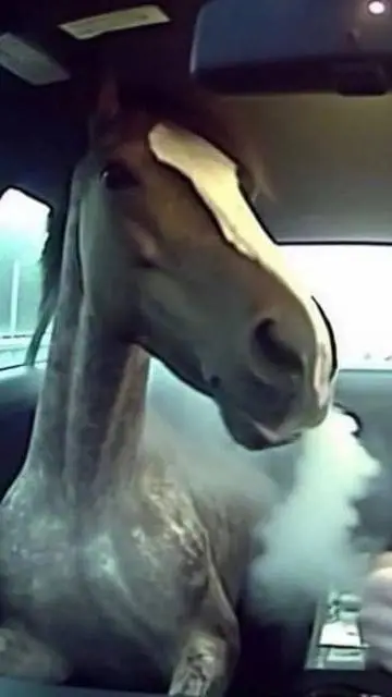 ai character: le cheval  background
