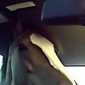 chat with ai character: le cheval 