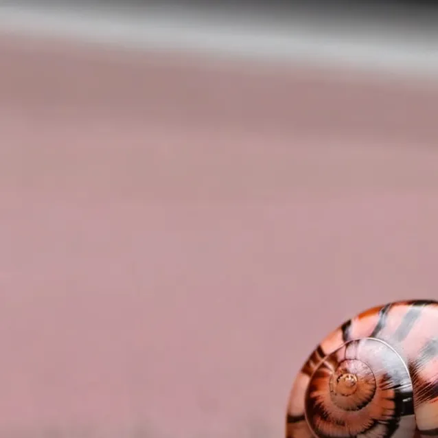 chat with ai character: taylor the snail