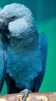 ai character: blu' macaw background