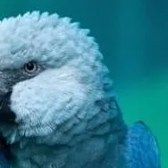 chat with ai character: blu' macaw