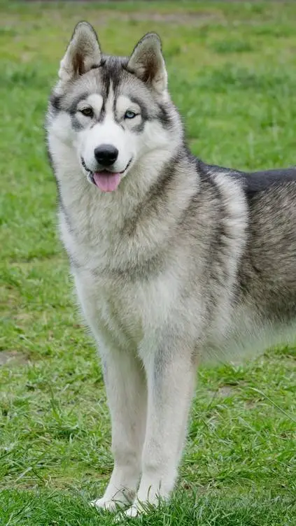 ai character: husky background