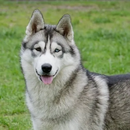 chat with ai character: husky