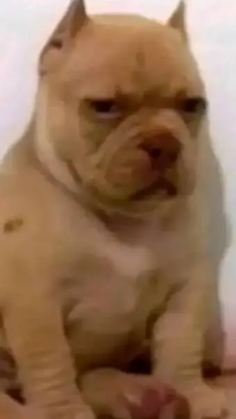 ai character: bebé calzoski background