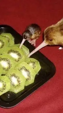 ai character: 🥝 kiwi🥝 background