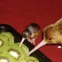 chat with ai character: 🥝 kiwi🥝