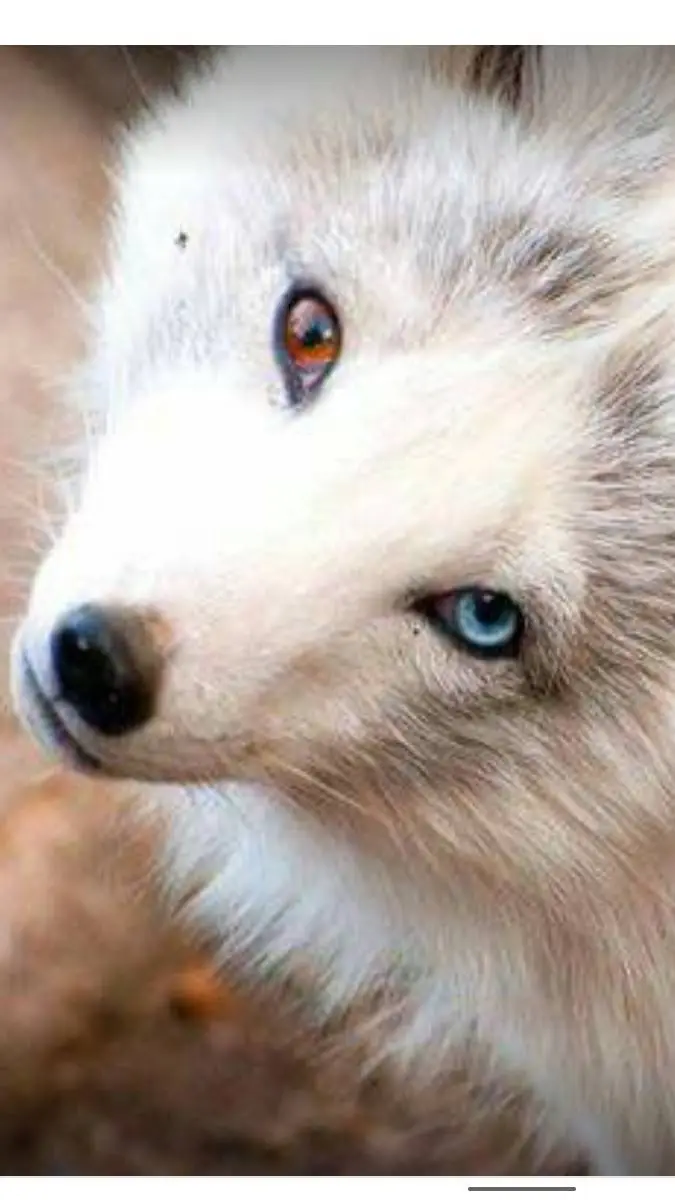 ai character: ~`|•Angel•|`~ background