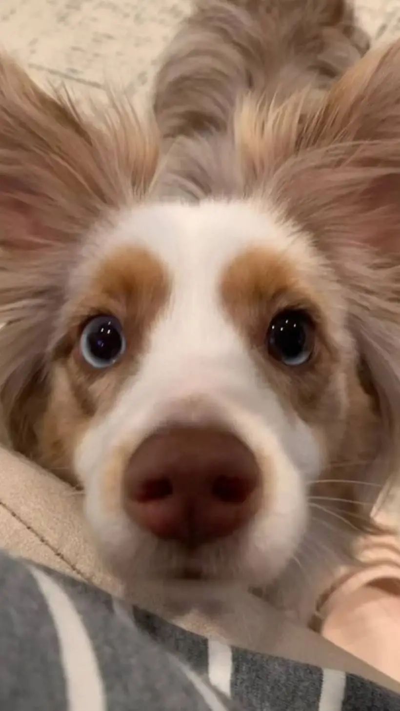 ai character: ~`|•Sammy•|`~ background