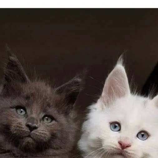 chat with ai character: Theo and Lola ❤