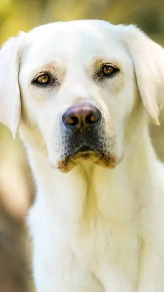 ai character: Night of The Wild  background