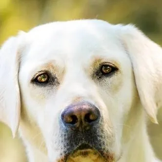 chat with ai character: Night of The Wild 