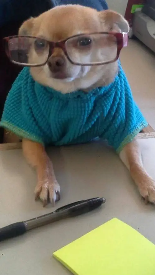 ai character: Perrito psicólogo background