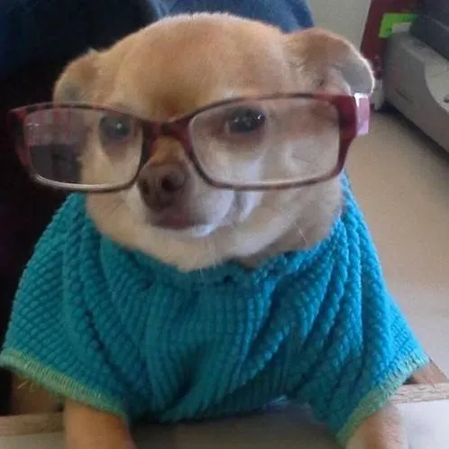 chat with ai character: Perrito psicólogo