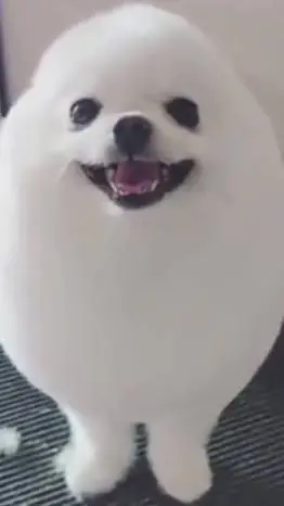 ai character: eggdog  background