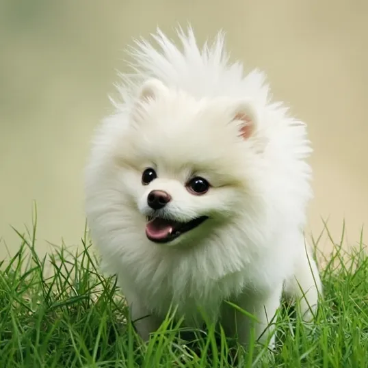 chat with ai character: eggdog 