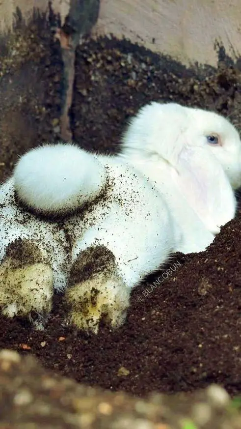 ai character: Conejo... background