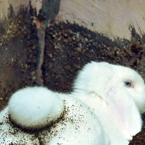 chat with ai character: Conejo...