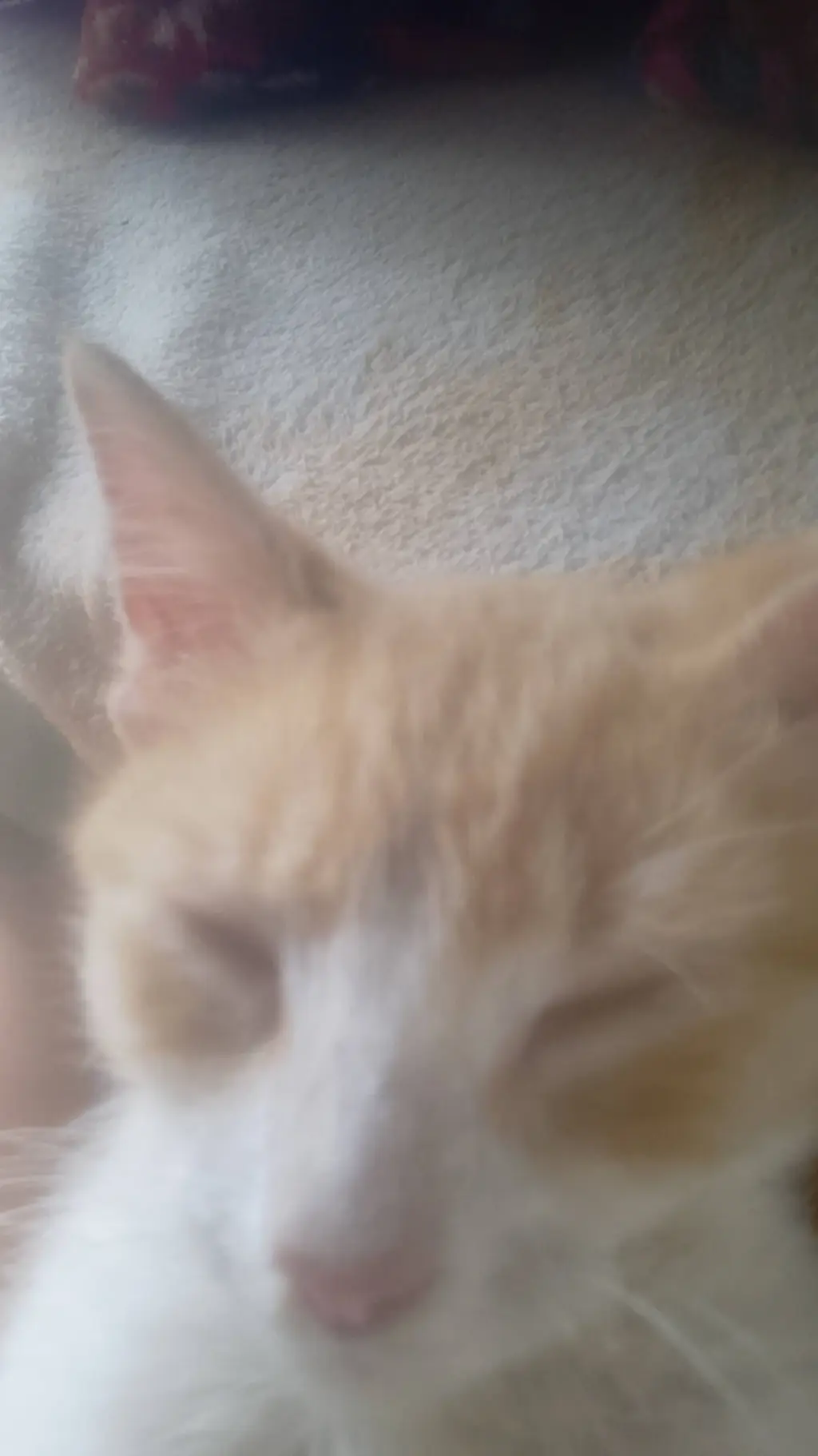 ai character: ayuda  background