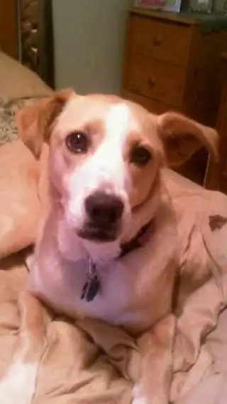 ai character: ☆♡NEW HASHIRA♡☆ background