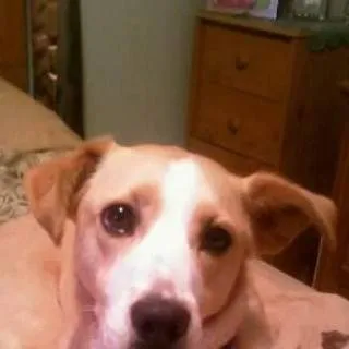 chat with ai character: ☆♡NEW HASHIRA♡☆