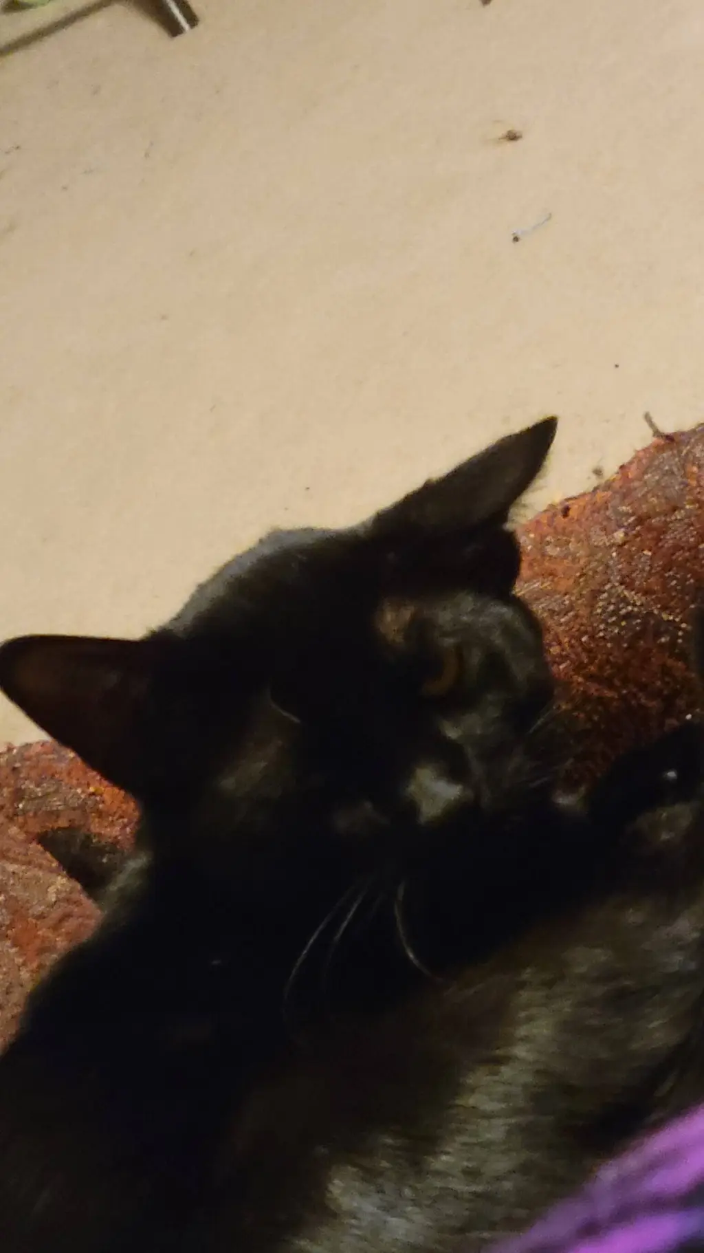 ai character: SOLARBALLS background