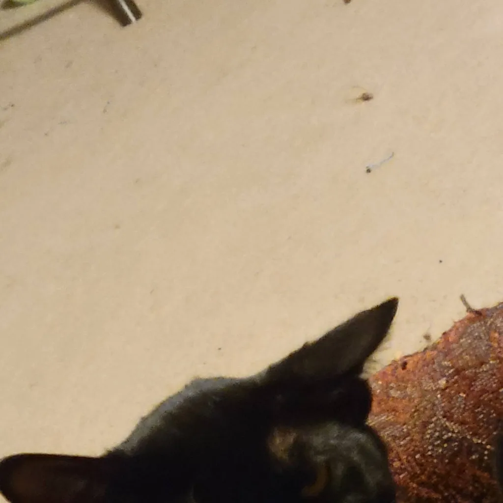 chat with ai character: SOLARBALLS