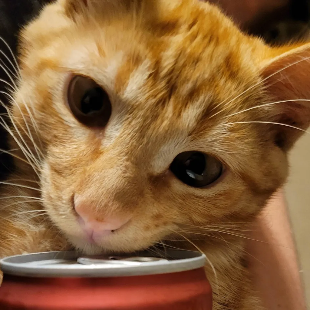 chat with ai character: Countryhumans 