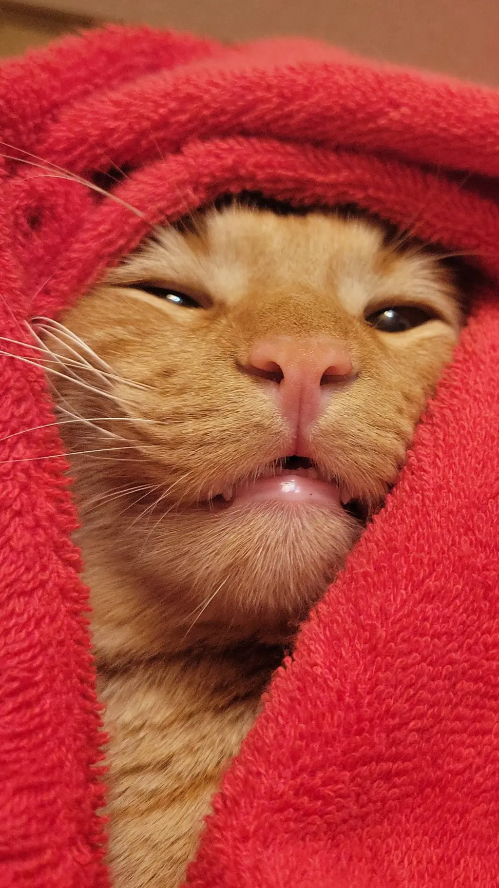 ai character: Kitten background