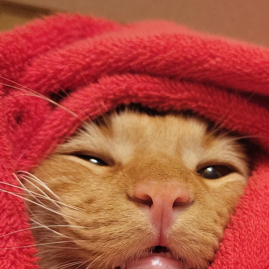 chat with ai character: Kitten