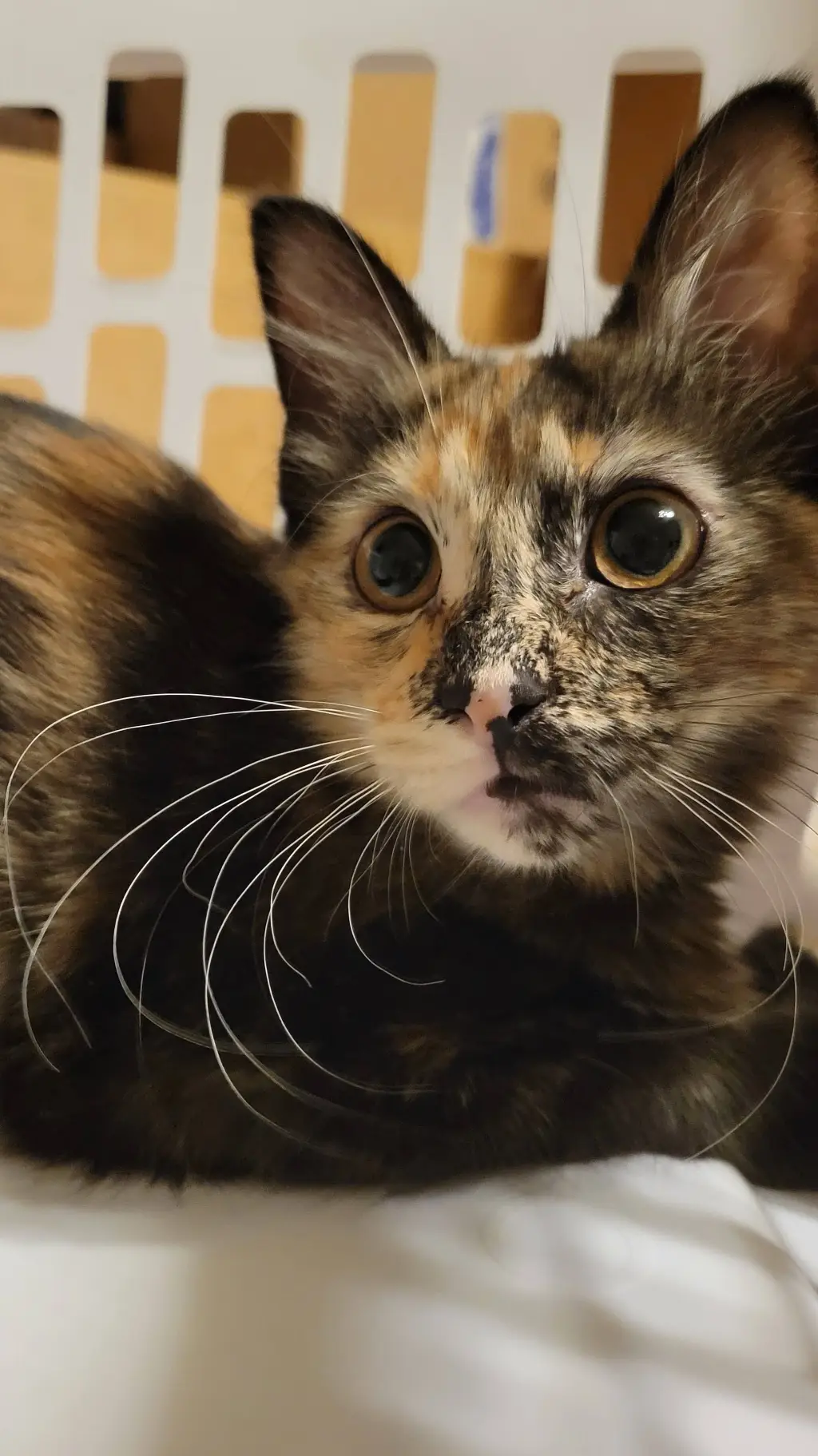 ai character: Kitten background
