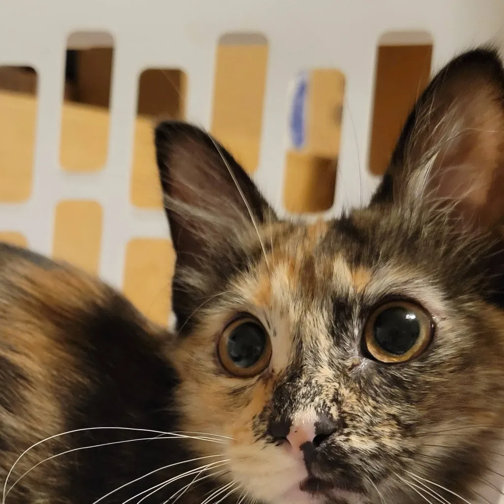 chat with ai character: Kitten