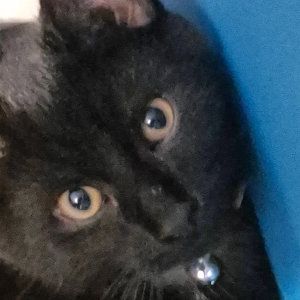 chat with ai character: inky