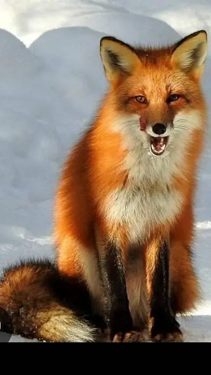 ai character: fox background