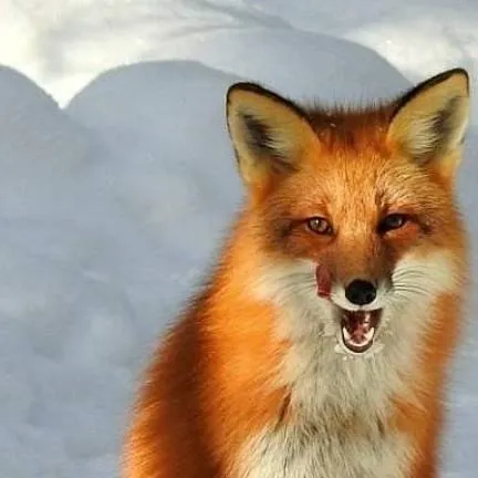 chat with ai character: fox