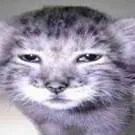 chat with ai character: мир денди 