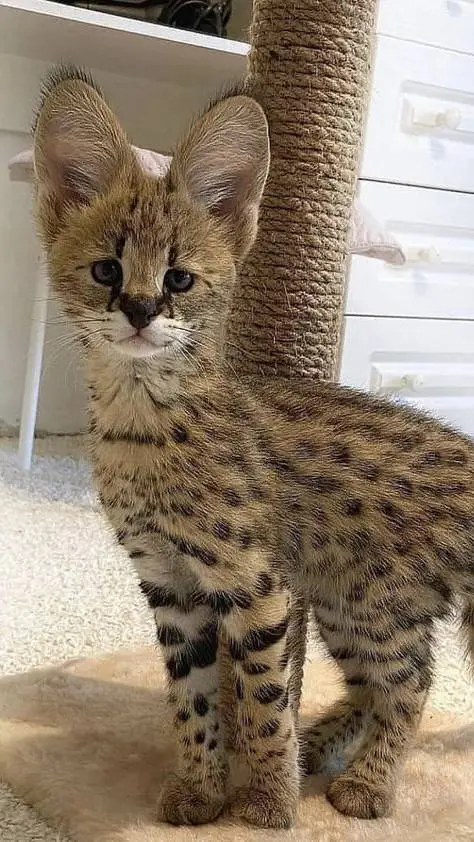 ai character: приют  background