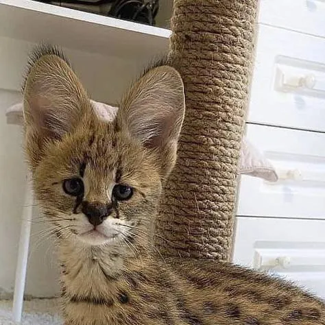 chat with ai character: приют 