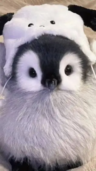 ai character: pingüino kawaii❤❤ background