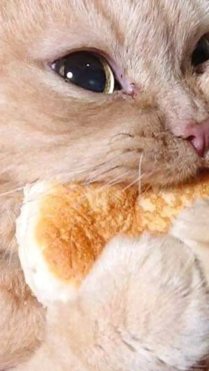 ai character: kitty 😻 background