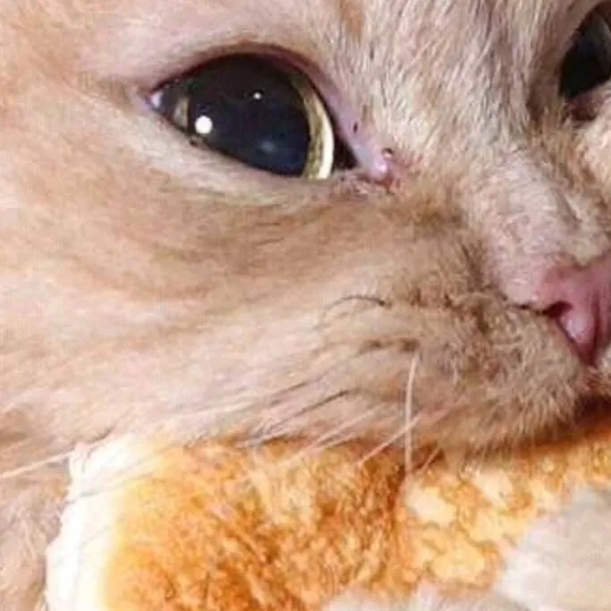 chat with ai character: kitty 😻