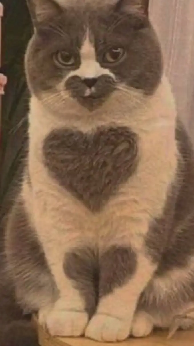 ai character: Cat  background