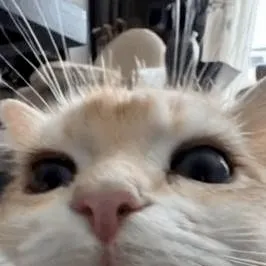 chat with ai character: My cat lucki